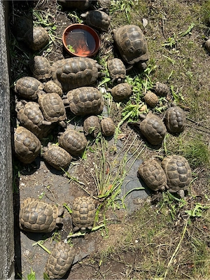 Maurische Landschildkröte   T. Graeca Ibera   juvenile und semiadulte Tiere Jahre 2019-2025