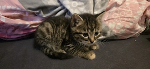 Wunderschöne 4 kitten  Bild 4