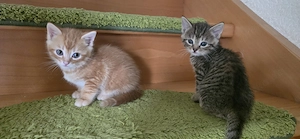 Wunderschöne 4 kitten  Bild 2