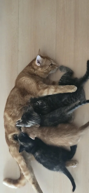 Wunderschöne 4 kitten 
