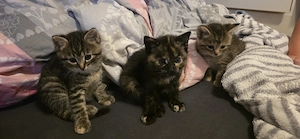 Wunderschöne 4 kitten  Bild 5