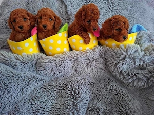 Toypudel babys