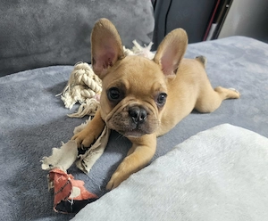 Französische Bulldogge Welpe