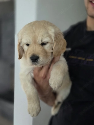 Welpen Goldene Retriever 