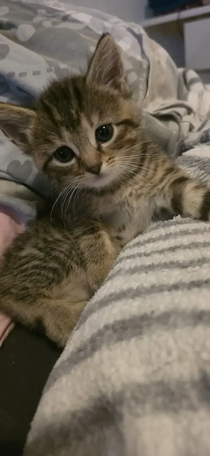 Wunderschöne 4 kitten  Bild 3
