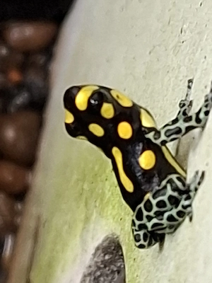 Ranitomeya vanzolinii 
