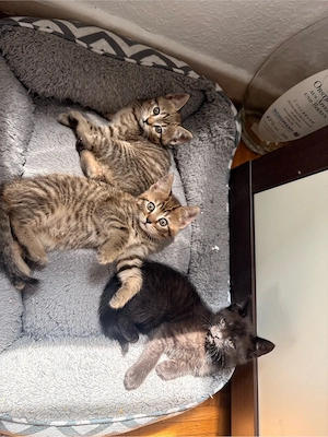 BKH Kitten