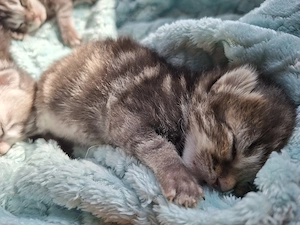 Zuckersüße BKH Kitten suchen Ihr Traumzuhause