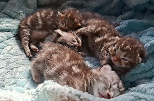 Zuckersüße BKH Kitten suchen Ihr Traumzuhause