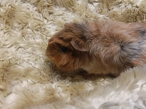 Weibliche Meerschweinchen 