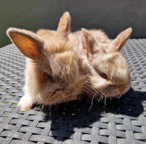 Löwenköpfchen Löwenkopf Zwergkaninchen Kaninchen Mini-Lop 