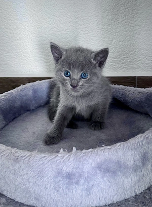 Kitten Russisch Blau