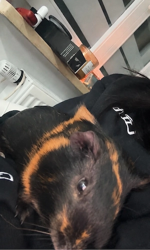 Meerschweinchen