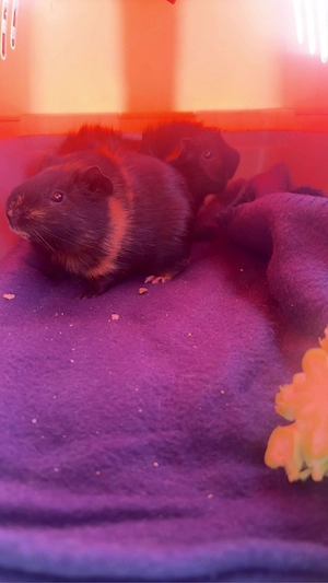 Meerschweinchen Bild 2