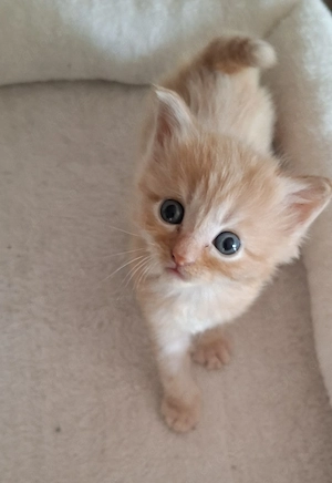 Seltene, exklusive BKH Kater suchen gemeinsam ihr Zuhause