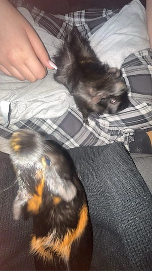 Meerschweinchen Bild 3