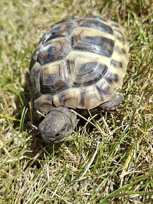 Griechische Landschildkröten