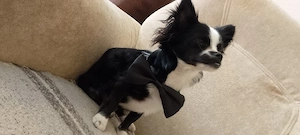 deckrüde Chihuahua KEIN VERKAUF