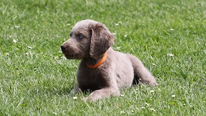 Langhaar weimaraner welpe Hündin 