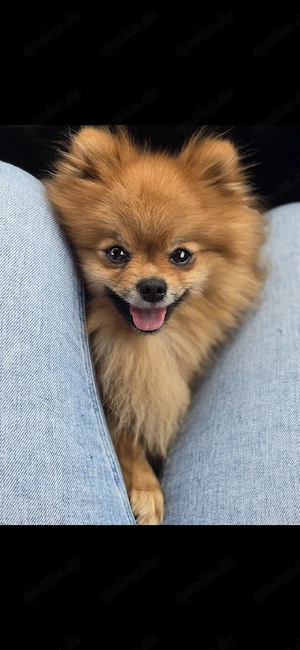 Pomeranian Zwergspitz Rüde sucht für immer Zuhause 