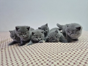 BKH Baby Katzen