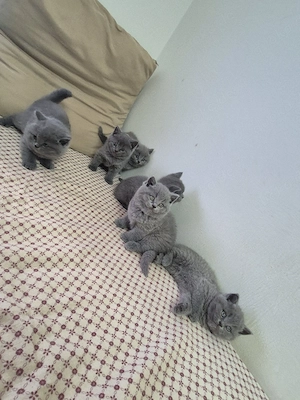 BKH Baby Katzen