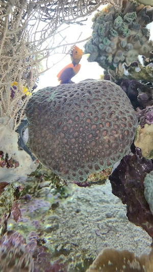 Meerwasser Aquarium lps sps Korallen Favia