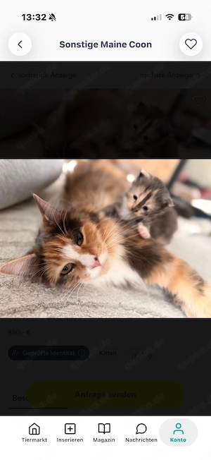 2 reinrassige Main Coon Kitten in tollen Farben