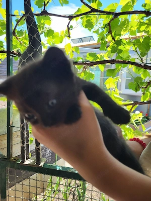 Drei Baby Katze 5 Woche alt. 
