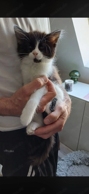Babykatzen abzugeben 