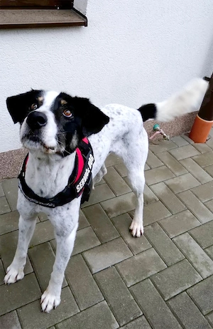 Toto sucht ein liebevolles Zuhause
