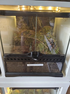 0,1 brachypelma hamori