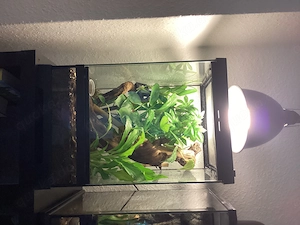 Terrarien mit Bewohnern