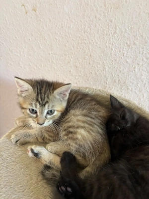 baby katzen 
