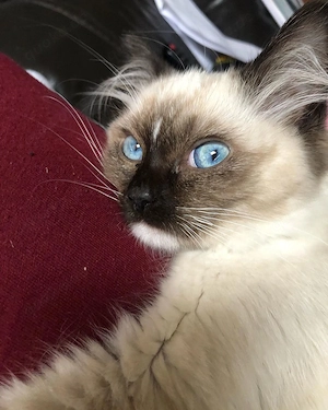 Entzückendes Ragdoll-Kätzchen zur Vermittlung