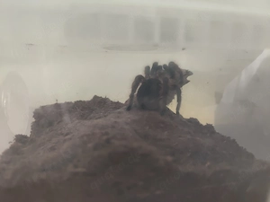 0,1 T albopilosum 