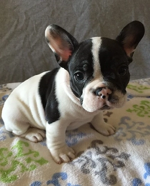 Französische Bulldoggenwelpen 