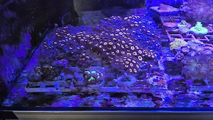 Meerwasser Aquarium Korallen Ableger sps lps