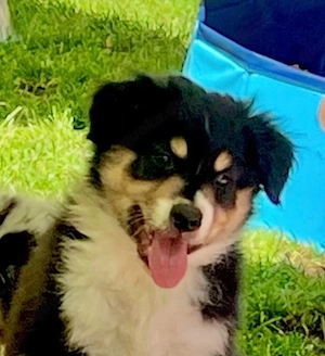 Australian Shepherd Welpe Black Tri