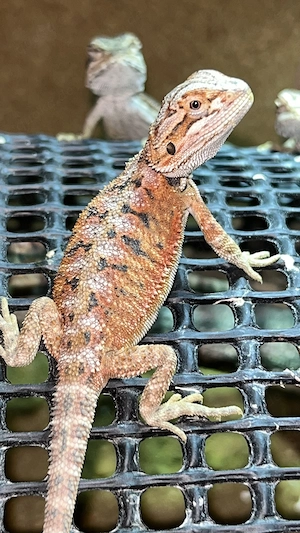 Bartagame Red