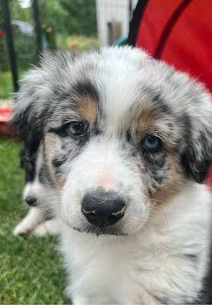 Ruhiger Blue Merle Australian Shepherd Welpe