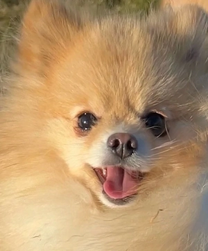 reinrassige Pomeranian  Zwergspitz  welpen 