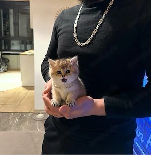 Süße Bkh & Blh Kitten  Bild 2