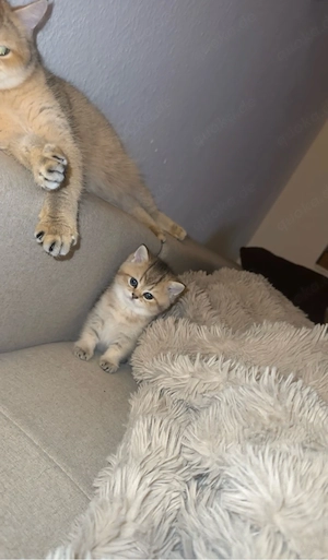 Süße Bkh & Blh Kitten  Bild 3