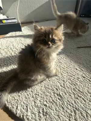 Süße Bkh & Blh Kitten  Bild 5