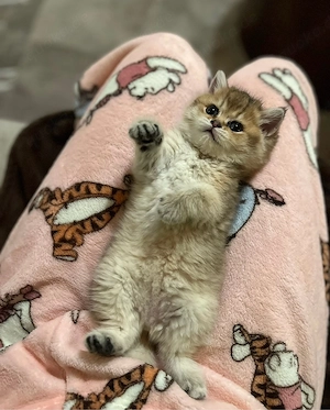 Süße Bkh & Blh Kitten  Bild 4