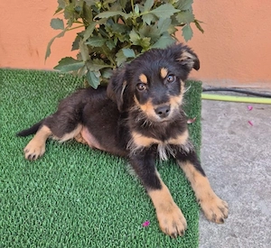 Sam - kleiner Kerl sucht Zuhause!