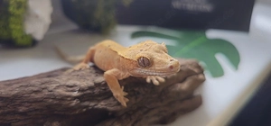 Geckonauten 2025