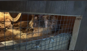 2 Degu Damen