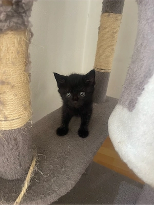 Babykatze Zum Verkaufen